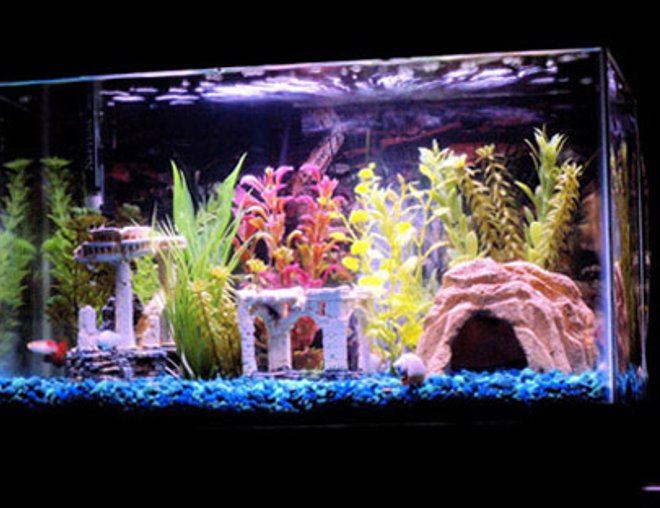 10 gallons freshwater fish tank (mostly fish and non-living decorations) - My first fish tank is a 10 gallon community tank.  It has 3 guppies, a platy, 3 blood fin tetras, 2 mollies 3 cory catfish, 1 albino cory catfish, 1 red tail shark and a snail.