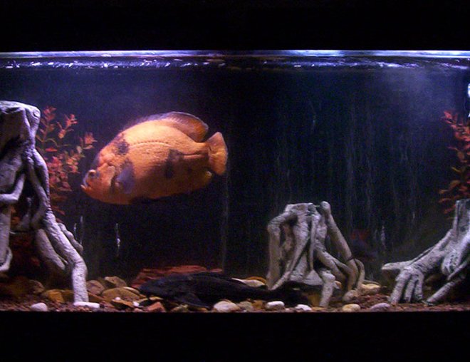 55 gallons freshwater fish tank (mostly fish and non-living decorations) - 55 gallon tank - the streaks in the background are bubbles