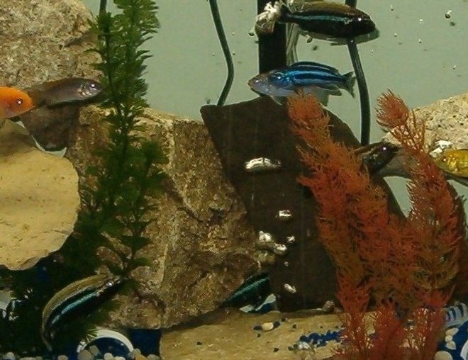 55 gallons freshwater fish tank (mostly fish and non-living decorations) - 55