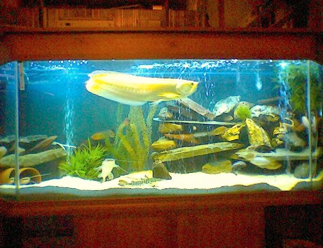 120 gallons freshwater fish tank (mostly fish and non-living decorations) - :o)