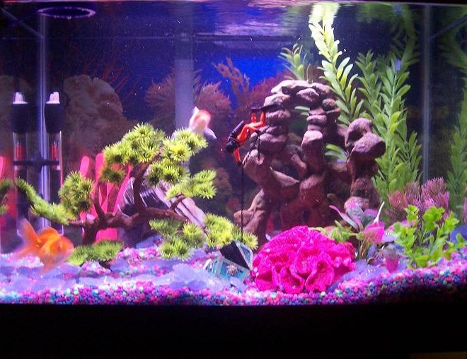 20 gallons freshwater fish tank (mostly fish and non-living decorations) - 20 gal.