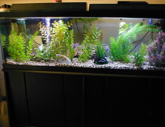 40 gallons freshwater fish tank (mostly fish and non-living decorations) - Full Tank Shoot of my 40 Gallon