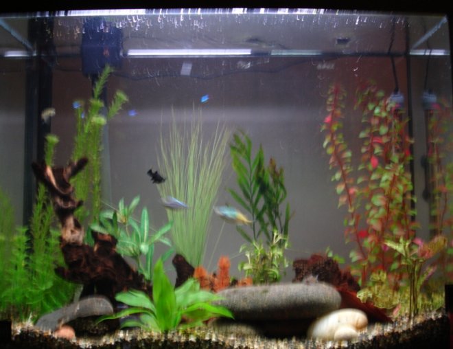 37 gallons freshwater fish tank (mostly fish and non-living decorations) - 2