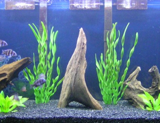 90 gallons freshwater fish tank (mostly fish and non-living decorations) - Juvenile Frontosa Colony