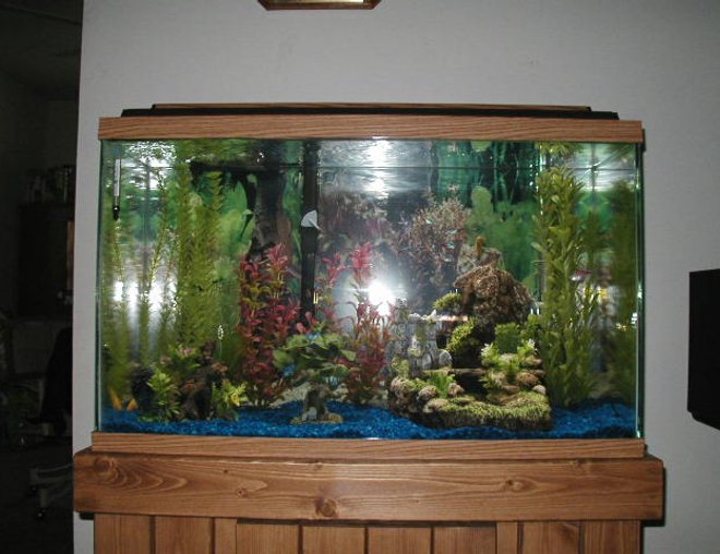 30 gallons freshwater fish tank (mostly fish and non-living decorations) - 30g