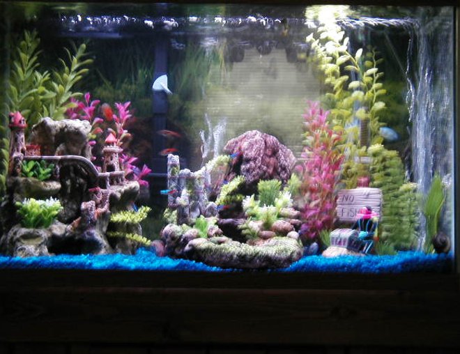 30 gallons freshwater fish tank (mostly fish and non-living decorations) - my 30