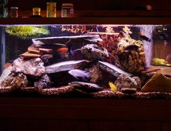 75 gallons freshwater fish tank (mostly fish and non-living decorations) - misc. malawai cichlids:  red pecock, yellow lab, ob pecock, acei, yellow lab, blood zebra, demaceni(i cant spell) blue cobalt, lots of babies, and 2 synodontis catfish.