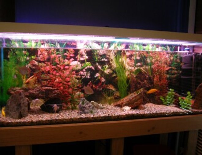 50 gallons freshwater fish tank (mostly fish and non-living decorations) - my tank