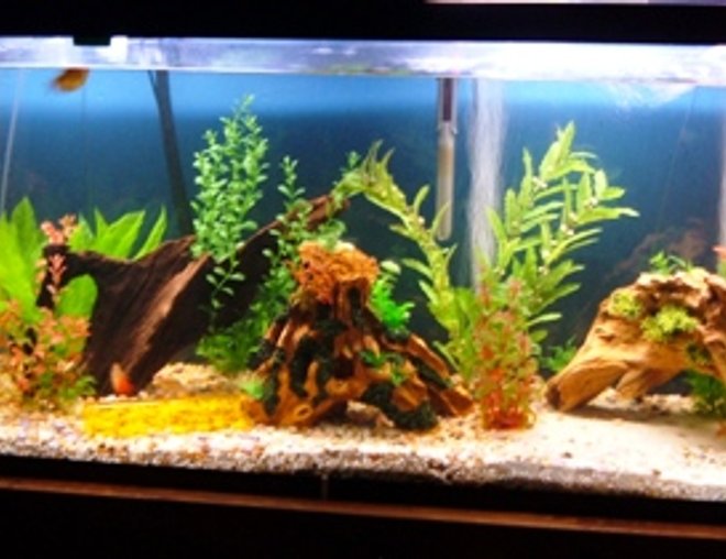 120 gallons freshwater fish tank (mostly fish and non-living decorations) - 2bgk 2 redtail sharks 4gouramis 4 loaches 2lake?catfish 2swordtail 2 molly 1cobaltbluelobster 1dwarf frog 3angelfish 2plecos