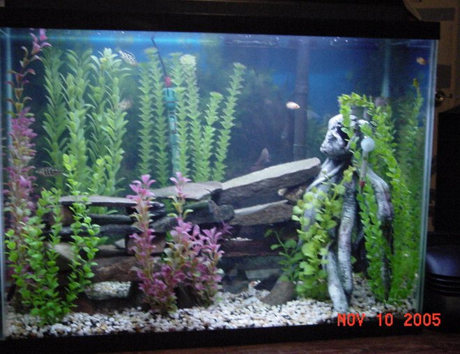 45 gallons freshwater fish tank (mostly fish and non-living decorations) - african cichlids