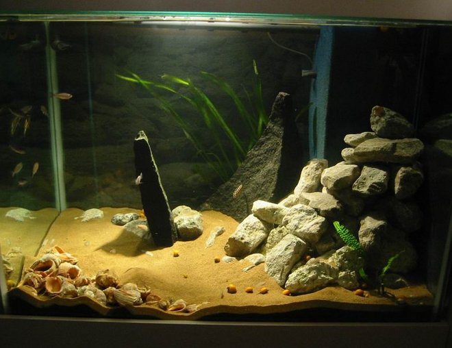 freshwater fish tank (mostly fish and non-living decorations)