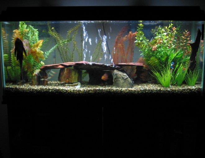 55 gallons freshwater fish tank (mostly fish and non-living decorations) - 55gl standard.