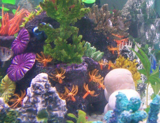 freshwater fish tank (mostly fish and non-living decorations) - Fake Reef Corals and Plants..(neon)..White pebble floor.. Tropical Fresh Water Fish..