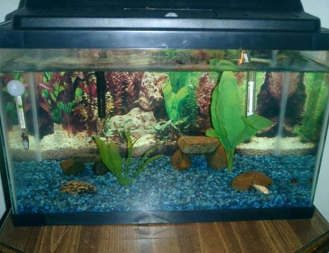 10 gallons freshwater fish tank (mostly fish and non-living decorations) - an updated picture