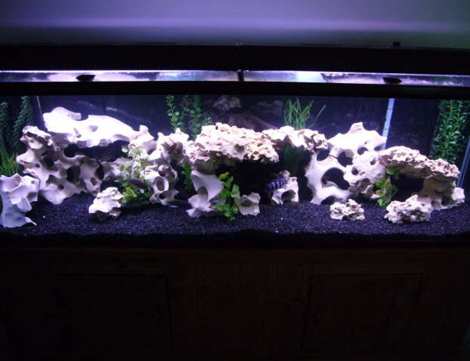 125 gallons freshwater fish tank (mostly fish and non-living decorations) - 125 g african cichlid tank. Just added 70 more pounds of texas holey rock.