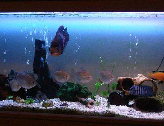 60 gallons freshwater fish tank (mostly fish and non-living decorations) - When the oscar goes I'll give it a facelift...