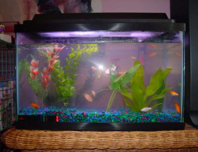 150 gallons freshwater fish tank (mostly fish and non-living decorations) - A ten gallon tank ( starter kit ) mostly dominated mollies except for one shark the Lila and one other fish the Pictus Cat Fish.