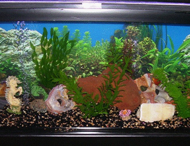 60 gallons freshwater fish tank (mostly fish and non-living decorations) - my 60 gal tank