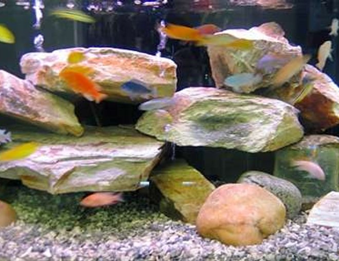 65 gallons freshwater fish tank (mostly fish and non-living decorations) - another view of 65 gallon african cichlid tank