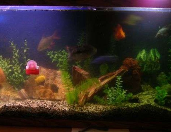 55 gallons freshwater fish tank (mostly fish and non-living decorations)