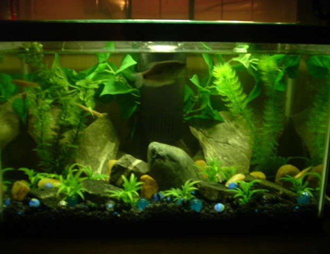 freshwater fish tank (mostly fish and non-living decorations) - A 10 gal fish tank we have. New Home to Our 3 year old Blue Gouram named  "Old Blue" & 3-Rosy Red Fish