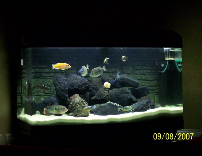 65 gallons freshwater fish tank (mostly fish and non-living decorations) - ciclids tank