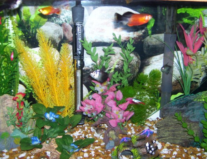 20 gallons freshwater fish tank (mostly fish and non-living decorations) - close up, I like color