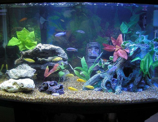 60 gallons freshwater fish tank (mostly fish and non-living decorations) - cichlid tank-55 gal. "ParaDome" (Japanese brand bowfront tank w/ rounded corners), Filtration- penguin 350 biowheel,  300w heater and 2x penguin 660 power heads for circulation and standard flourecent lights