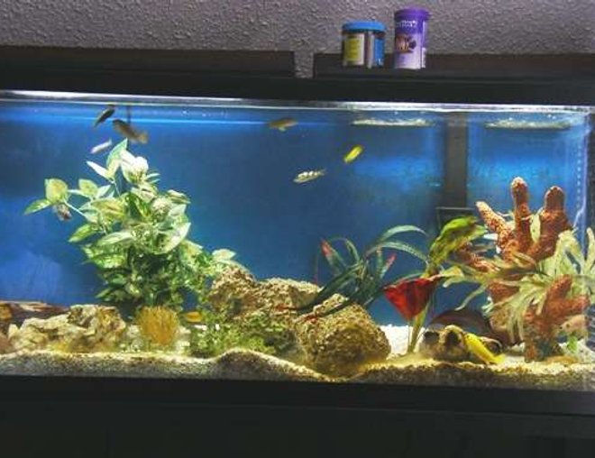 55 gallons freshwater fish tank (mostly fish and non-living decorations) - pic of my african fish tank