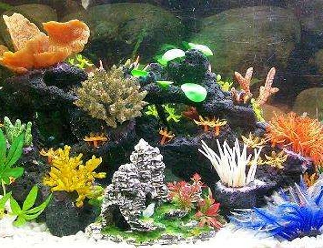 freshwater fish tank (mostly fish and non-living decorations) - ..Fake Neon Reef.. Tropical Freshwater..