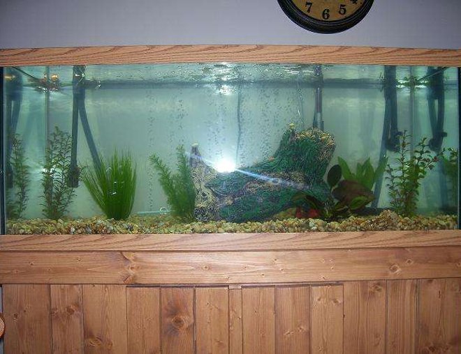 55 gallons freshwater fish tank (mostly fish and non-living decorations) - better pic of my 75 gallon oscar 2 red par. cichlids