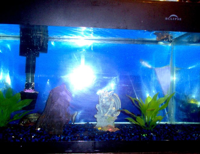 75 gallons freshwater fish tank (mostly fish and non-living decorations) - my one piranha, swords are live, filtration and lighting are in the eclipse hood