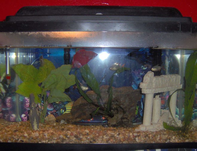 10 gallons freshwater fish tank (mostly fish and non-living decorations) - 10 Gallon Fish tank