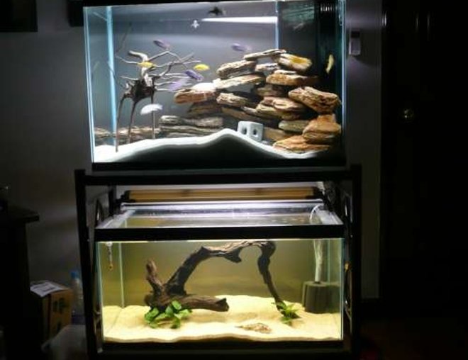 freshwater fish tank (mostly fish and non-living decorations) - my 2 tanks