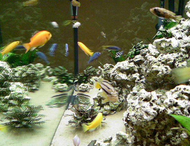 66 gallons freshwater fish tank (mostly fish and non-living decorations) - side view