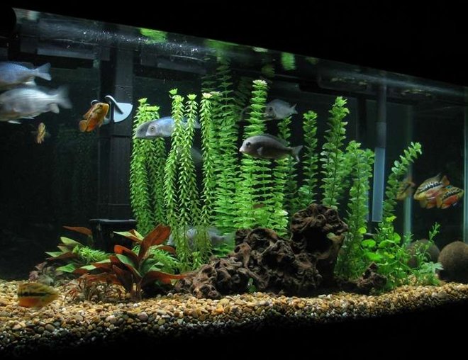 55 gallons freshwater fish tank (mostly fish and non-living decorations) - principalmente ciclidos