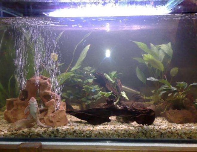 70 gallons freshwater fish tank (mostly fish and non-living decorations) - 4ft tank 
2 gold plecos 
1 clown pleco
4 geophagus steindachneri 
1 sailfin pleco
3 albino bristlenose 
2 chocolate cichlid