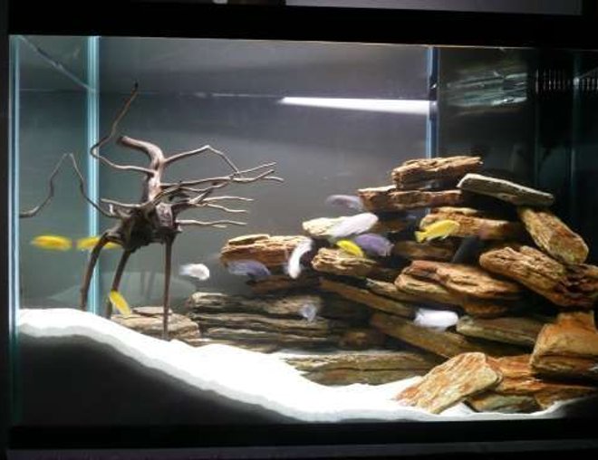 freshwater fish tank (mostly fish and non-living decorations) - Chichild tank (upgrade 28/08/07)