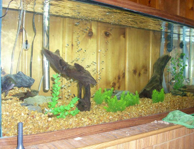 55 gallons freshwater fish tank (mostly fish and non-living decorations) - 55 gallon freshwater tank, 1 Oscar, 1 female Convict, 5 Tiger Barbs. Natural gravel to match the wood walls and stand. Fillstar lvl3 canister filter.