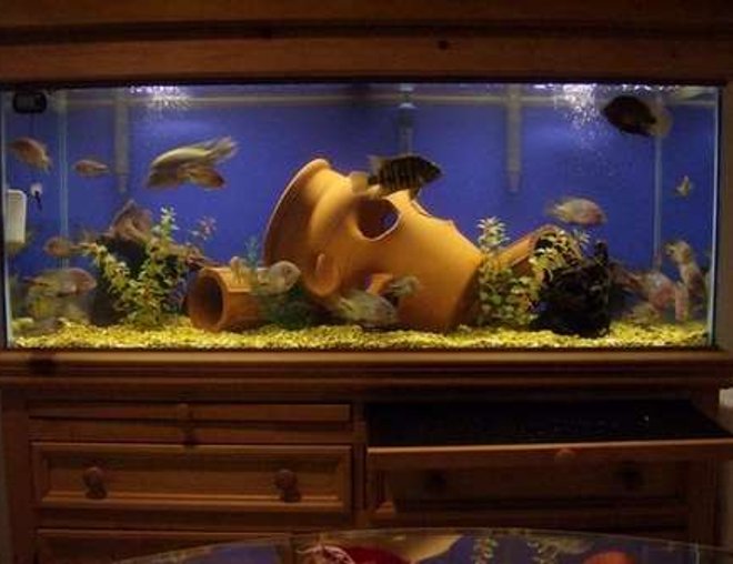 75 gallons freshwater fish tank (mostly fish and non-living decorations) - 75 gal synspillus tank