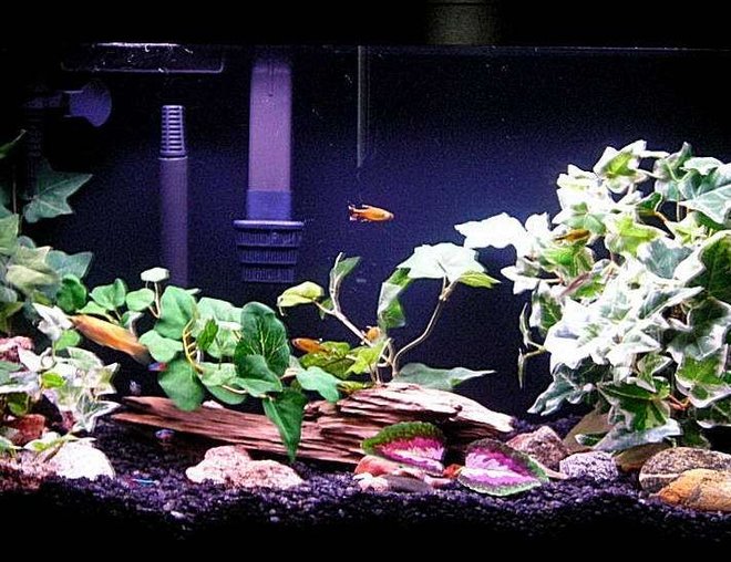 20 gallons freshwater fish tank (mostly fish and non-living decorations) - I upgraded my 20L to a 29gal with black rock. Sorry about the white line in the photo its the door in background.