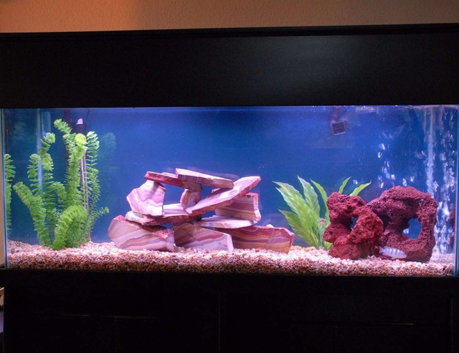 55 gallons freshwater fish tank (mostly fish and non-living decorations) - My new chiclid tank: 3 Electric Ble Ahlis  and 2 assorted Africans and a Pleco, but more to come as it gets cycled in.