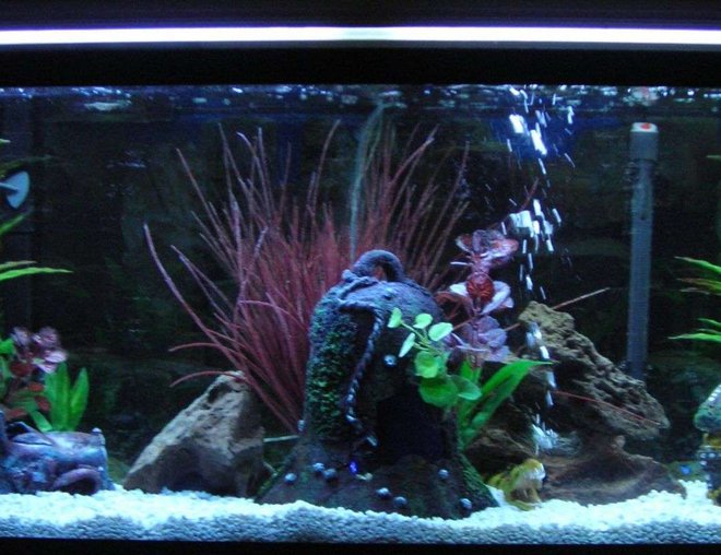 55 gallons freshwater fish tank (mostly fish and non-living decorations) - my new design