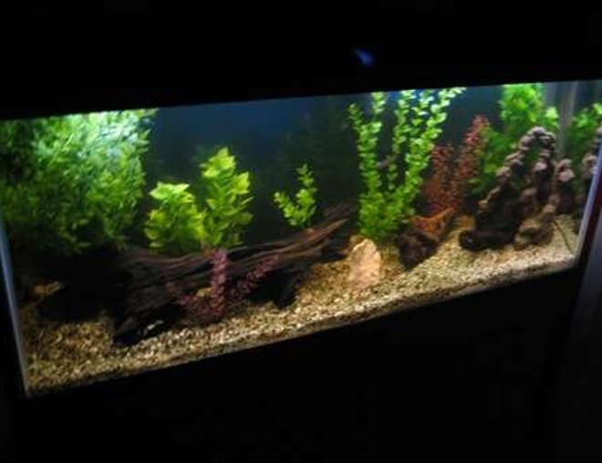 55 gallons freshwater fish tank (mostly fish and non-living decorations) - new 55g. tank