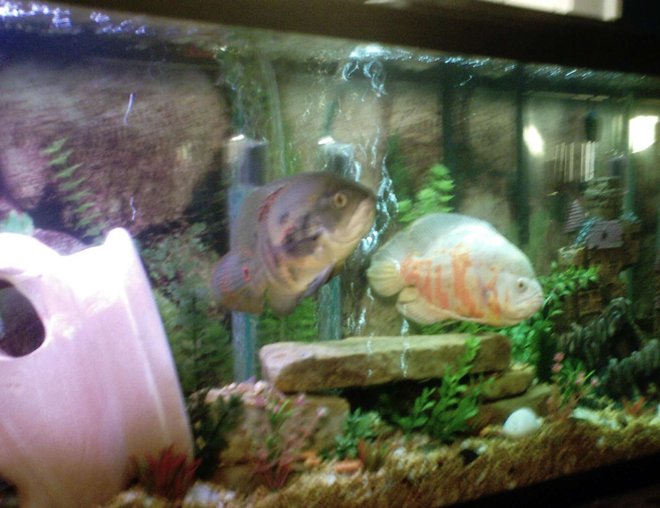 55 gallons freshwater fish tank (mostly fish and non-living decorations) - My 55gal Oscar tank