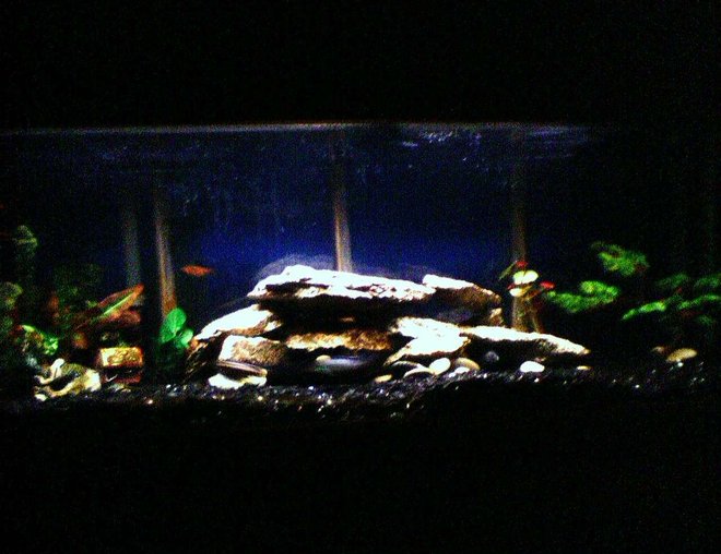 55 gallons freshwater fish tank (mostly fish and non-living decorations) - There's nothing better than smokin a bowl and getting lost in their aquatic world