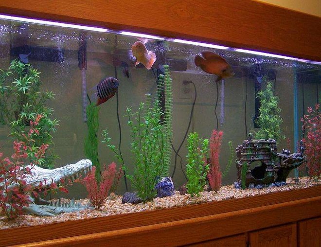 freshwater fish tank (mostly fish and non-living decorations) - 150 gallon Oscar tank