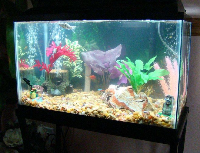 10 gallons freshwater fish tank (mostly fish and non-living decorations) - angle view