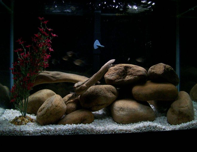 20 gallons freshwater fish tank (mostly fish and non-living decorations) - 6 Black Skirt Tetras, 2 Pictus Catfish, 1 Pleco, all living in harmony in a natural habitat.  Beach driftwood and Tennessee river rock