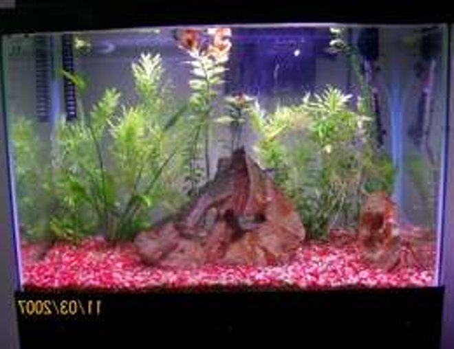 20 gallons freshwater fish tank (mostly fish and non-living decorations) - My 20 gallon freshwater tank